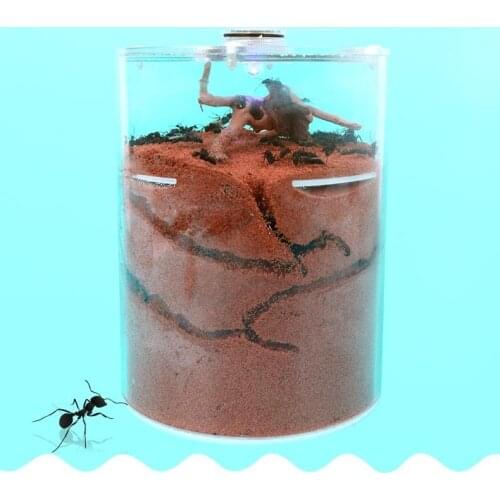 Ants Tube Breeding Hole Digging Sand Building City Nest Workshop World Ant Village Popular Science Teaching Biology Viewer