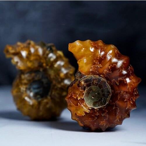 1pcs Madagascar Snail fossil Crioceras Paleontological Animal Fossil Teaching Specimen Collection Gift About 3cm Sent At Random