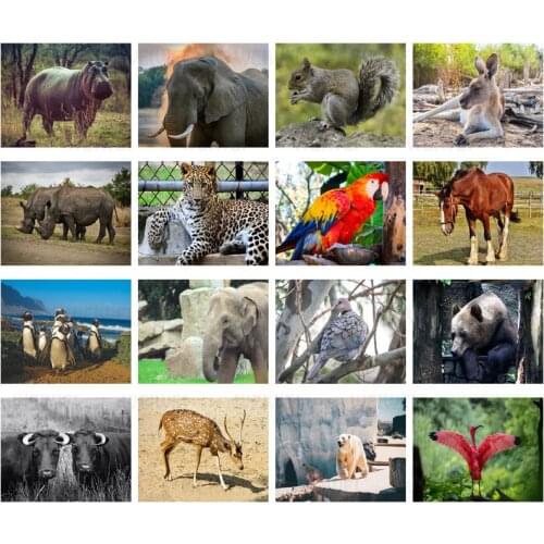 Squirrel Parrot 5D DIY Full Square Round Mosaic Sticker Diamond Embroidered Wild Animal Leopard Polar Bear Diamond Painting Art