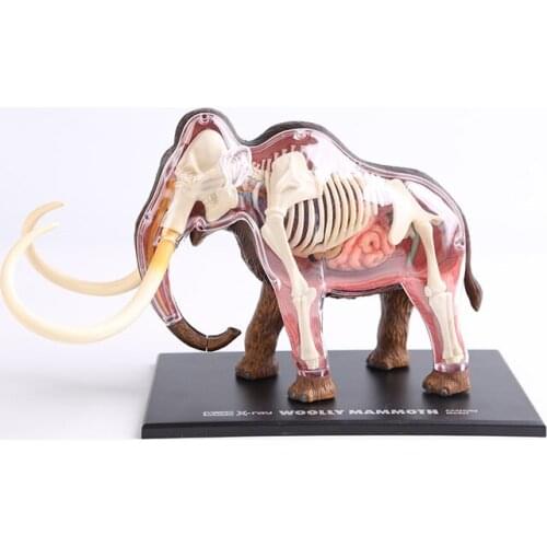 Mammoth anatomical model Mammoth skeleton model Mammoth bones dimensional anatomical model science education model