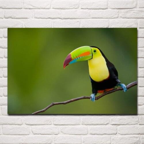 Toucan bird in rainforest nature animal fabric poster living room home wall decorative canvas silk art print KE907