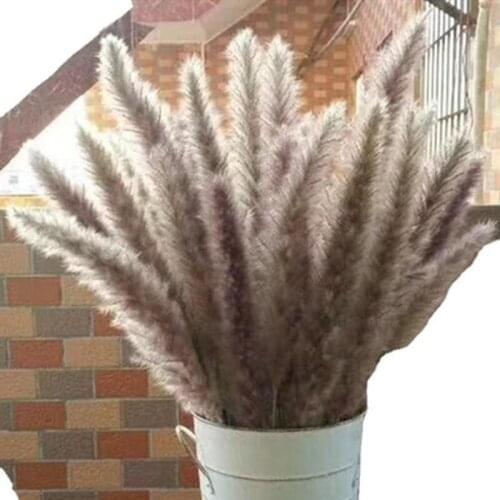 Small Pampas Grass Natural Dried Flowers Primary Colors, Pink, White，Red Real Plants Flower Home Office Wedding Decoration