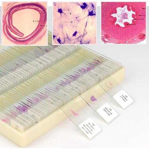 100 PCS Professional Prepared Human Tissue Sections Histology Specimen Microscope Slides for Basic Science Biology Education