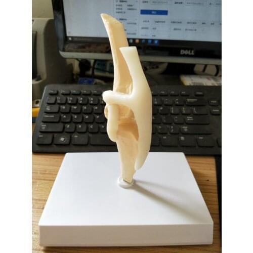 Dog knee joint model canine joint medical teaching research model