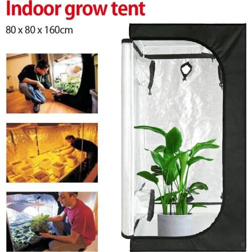 Kinbelle Phytolamps For Plants