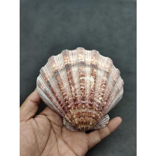 Natural shell, conch, lion claw shell, home furnishing decoration collection