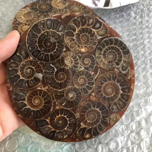 Natural ammonite Sea Snail compass fossils minerals gemstones healing stones fine decoration