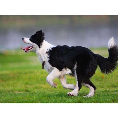 Animal Border Collie Printed Canvas 11CT Cross Stitch Complete Kit Embroidery DMC Threads Painting Hobby Knitting Wholesale