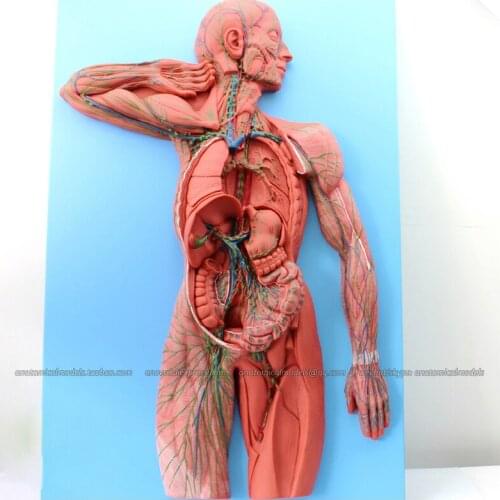 CMAM/12489 Heart-Lymphatic System, Human Heart Medical Teaching Anatomical Model