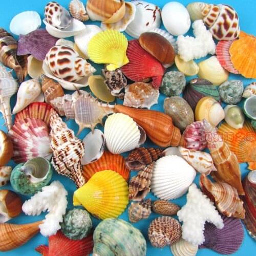 25pcs mix Varieties Natural crafts Conch Shell Sets Aquarium Ornament Fish Tank Landscape Sea Snail Home Decoration freeshipping