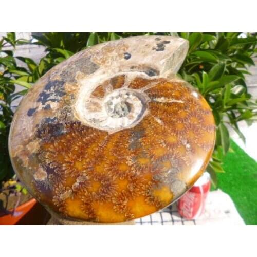 3620g(7.9 lb) Jade Chrysanthemum Ammonite Shell Fossil Madagasca