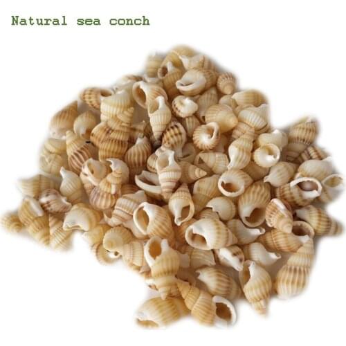 50pcs Sea Shell Mixed Ocean Beach Seashells, sea conch Natural Colorful Sea shells Starfish Perfect for Beach