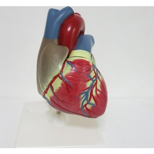 3 times big PVC Cardiac anatomy model Medical teaching tool instructional tool Clinic Figurines