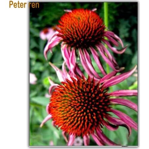 Peter ren Full Diamond Painting Cross Stitch Arts and Crafts 3d Diamond Mosaic Picture of Rhinestones Purple cone chrysanthemum