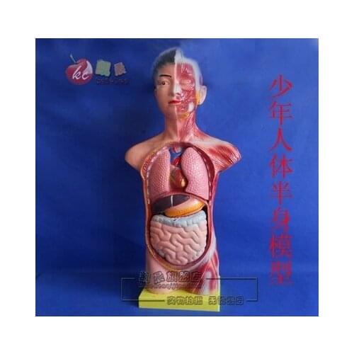 Juvenile human body half body model Biological experimental equipment teaching equipment free shipping