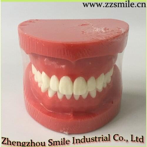 Dental Standard Demonstration Model/Dental Natural Size Red Model M7004R