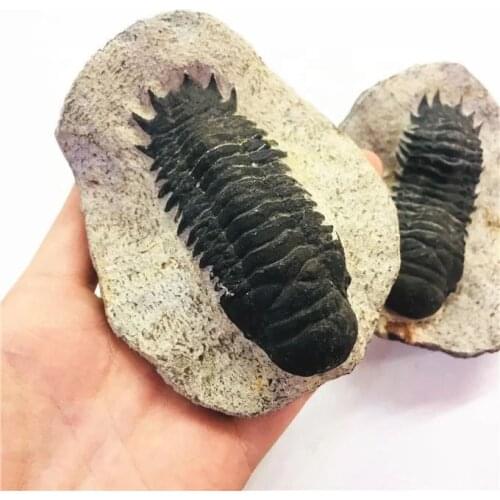 MOKAGY Natural Trilobite Fossils Specimen Teaching Research for Collection 1pc