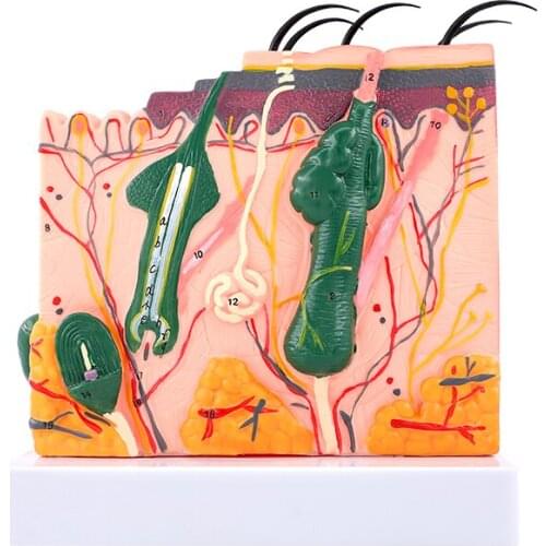 50X magnified skin anatomical model human skin tissue structure Medical cosmetic surgery three-dimensional skin