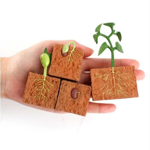 Simulation Life Cycle of a Green Bean Plant Growth Cycle Model Action Figures Collection Science Educational Toys for Children