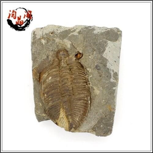 100% fine fidelity natural fine crown insect paleontology fossil trilobite animal specimens stone