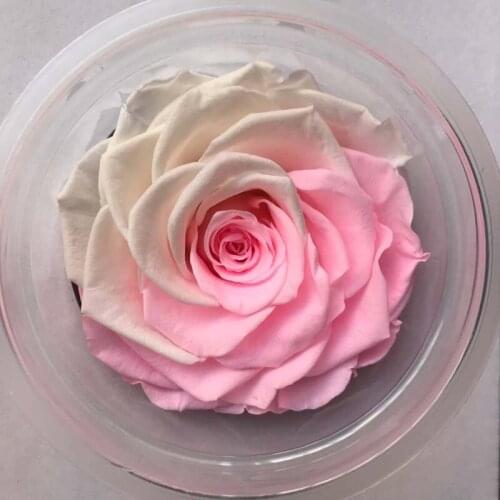 2pcs Preserved rose Flower forever Flowers Immortal Rose 8CM diameter Valentines day gift Eternal Life Flower Material gift box