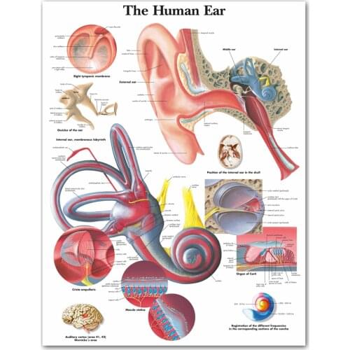 WANGART Human Ear Anatomy Anatomical Charts Posters Details Canvas Poster Wall Pictures for Medical Education Office Home Decor