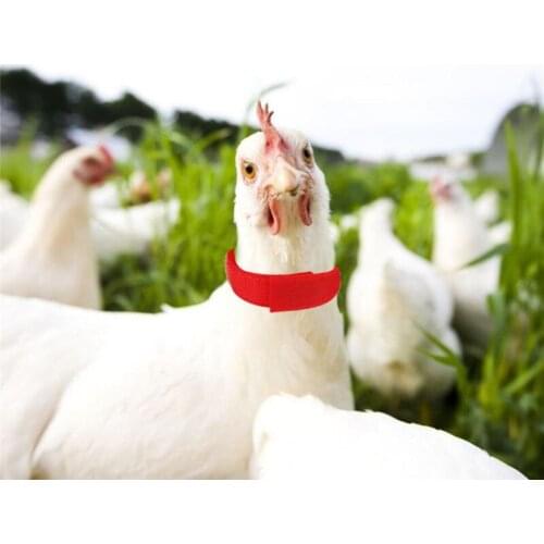 Haan Geluidsarme Kraag anti-haak Rooster Geen Haak Geluid Nekband Praktische Halsband Benodigdheden