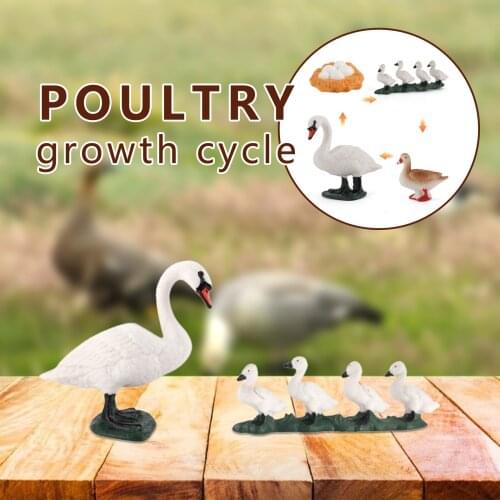 Sets Life Cycle Figurines of swan goose animal Figurines Life Stages Model Toys for Educational School Project