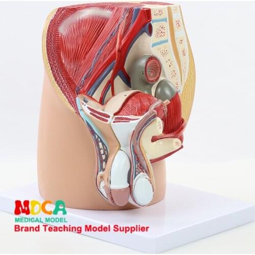 Pelvic Median Sagittal Pelvic Resection Model Medicine Teaching of Family Planning Male Genitourinary and Pelvic System MMNXT001