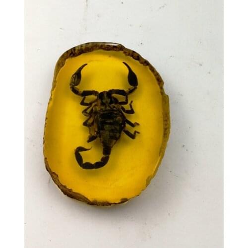 Chinese Beautiful Amber Dragonfly Fossil Insects Manual Polishing Exquisite Gift Home Decor 2021 Collection Dropshipping