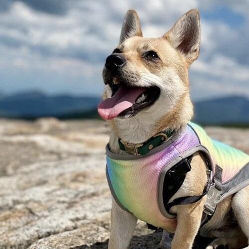 INS Dog Clothes Summer Ice Pet Cool Vest Mesh Puppy French Bulldog Clothing Heatstroke Prevention Cooling Vests Pets Acessorios