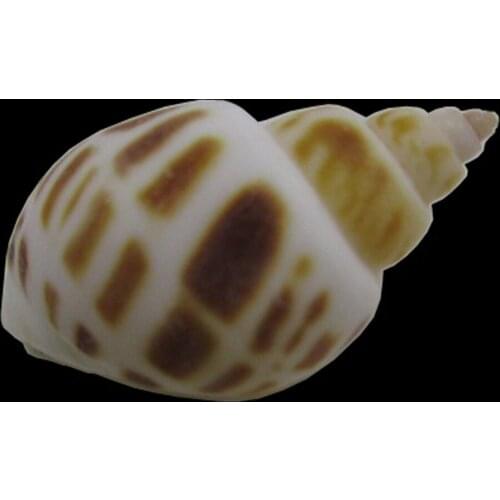 Flower Point Screw 2.5-4cm Natural Conch Shell DIY Ocean Material Small Starfish Micro Landscape 100g Pack