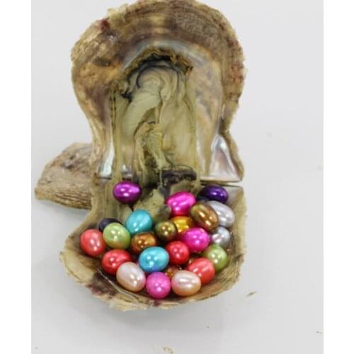 Akoya Oysters with Pearls Natural Freshwater Pearl Beads Shells for Jewelry Making Pearl Rice mixed colors Sold By 20pcs AO023