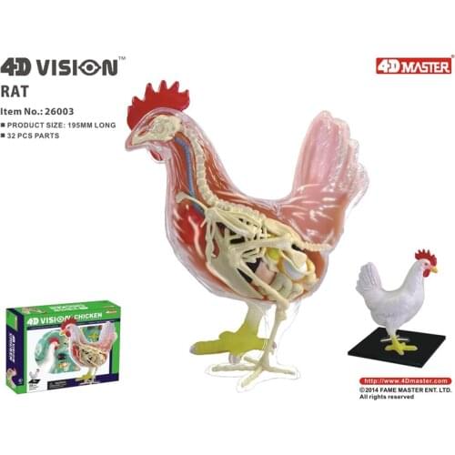 4d chiken Animal Anatomy Model Skeleton Medical Teaching Aid Laboratory Education Equipment master puzzle Assembling Toy