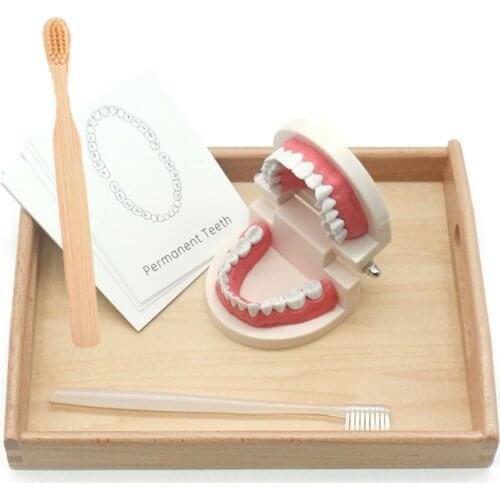 Toddler Montessori Practical Life Material Simulated Tooth Toys Wooden Tray Set Educational Toys Juguetes Montessori gift