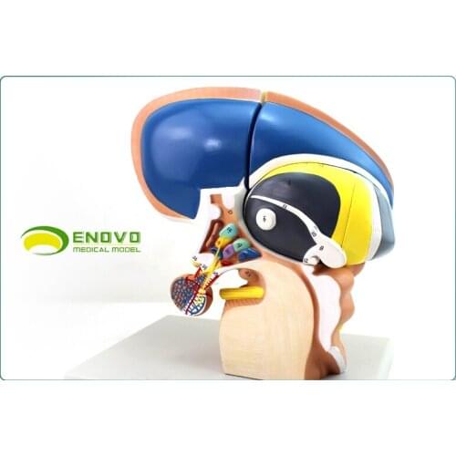 Human Anatomical Diencephalon Telencephalon Thalamus model ATT