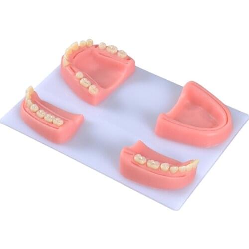 Oral suture model with dental gum suture medical teaching training tool skills periodontal suture practice