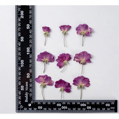 120pcs Pressed Dried Flower Purple Rose Herbarium For Epoxy Jewelry Bookmark Phone Case Makeup Nail Art Craft DIY