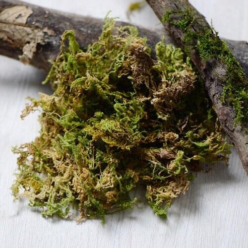 60g,Natural Real Dried Moss,high-quality green moss Eternal Plant for Mini Garden Micro Landscape Accessories,DIY small potted