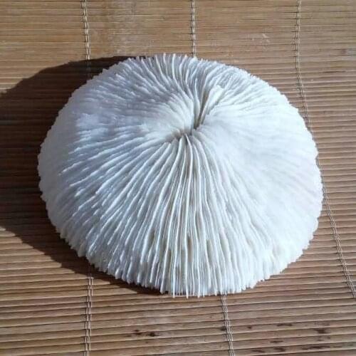 Aqumotic Natural Round Sea Mushroom Coral 2pcs Special Aquarium Decoration Collection Dia about 11cm