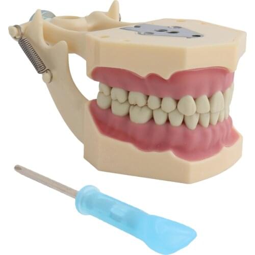Dental Model Teeth Model Fit Frasaco Dental Teaching Model Standard with 32pcs Screw-in Teeth Demonstration