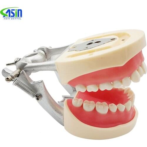 Dental Typodont Teeth Model With Removable Teeth Teaching Tooth Model