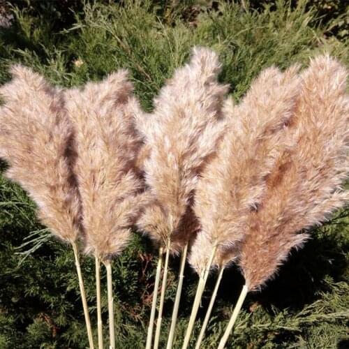 Pampas Grass Goals Rattan