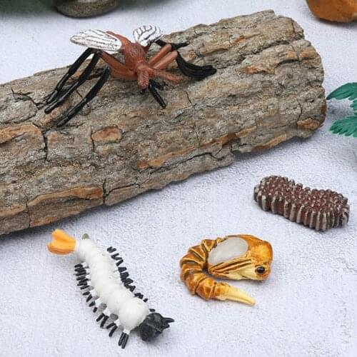 Animal Growth Stage Model Educational Toy Cognitive Toys Kids Outdoor Activities Natural Science Knowledge Learning