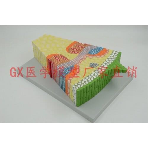 Free shipping&Plant biology teaching model, sunflower dicotyledons stem structure,vertical and horizontal plane cell tissue