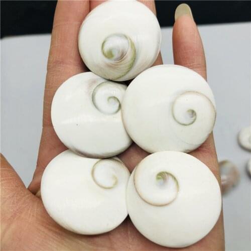 5pcs Natural Sun shell fossil Fossil Specimen Crystal Love Heart Reiki Shiva Eye