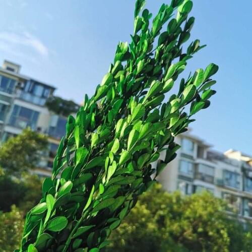 35g/20-30cm,Natural Fresh Preserved Buxus Sinica,Real Dispaly Flower for Wedding Home Decoration Accessories,Flower arrangement