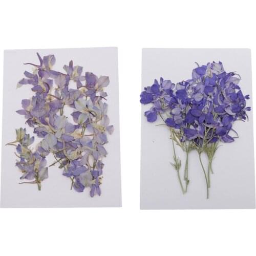 6Pcs Real Pressed Dried Flowers DIY Preserved Flower Decorations DIY Art Craft