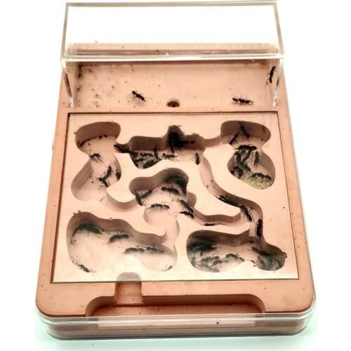 Natural ecology ant nest gypsum concrete ant landscape ant house insect castle pet ant hill 23.5*17* 3.7cm