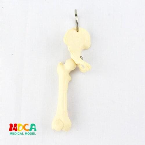 Human leg bone key buckle ornament gift pendant key buckle human.organ anatomy medical teaching toy YSK014